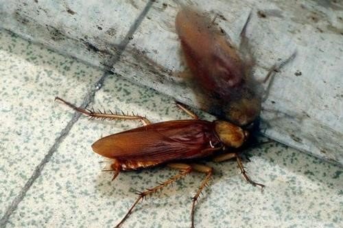 为什么叫蟑螂为“打不死的小强”？