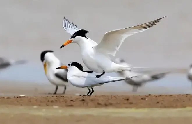 什么现象？近百只极危鸟类停留胶州湾，“神话之鸟”长什么样？