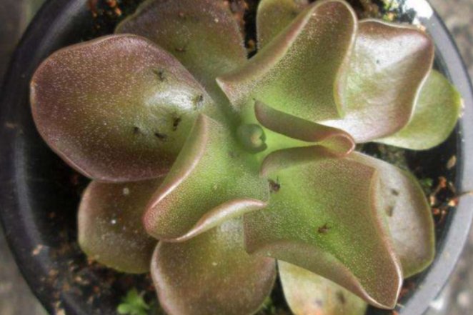 花盆里很多小飞虫，繁殖快消灭不完，有什么办法可以彻底消灭？