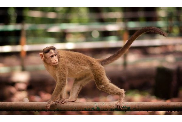 福无十全形容什么动物