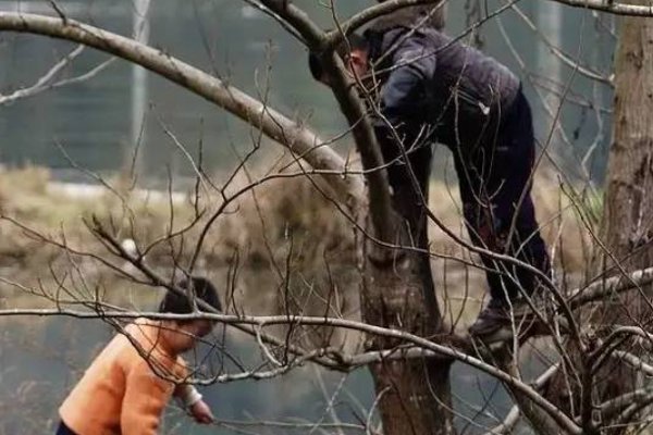 忆年十五心尚孩，健如黄犊走复来。 庭前八月梨枣熟，一日上树能千回。 的意思 要短 拜托 快快快快！！