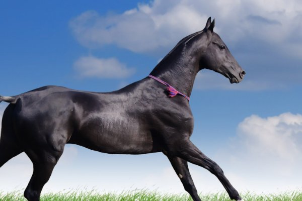 奔车朽素猜生肖