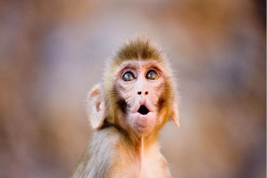 重出江湖比喻什么生肖