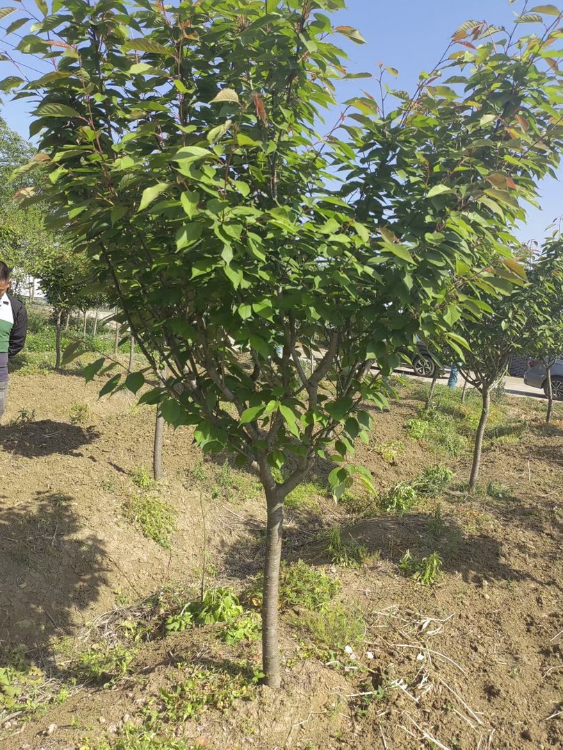 樱花开在什么季节，盛开在几月份