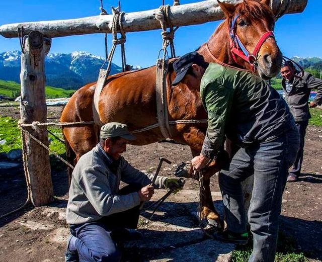 为什么要给马钉马掌，铁钉牢牢钉在马蹄上，马不疼吗？