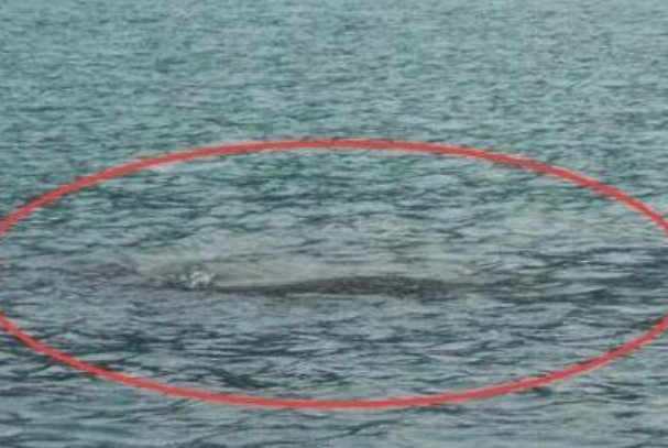 世界上最大水怪是什么