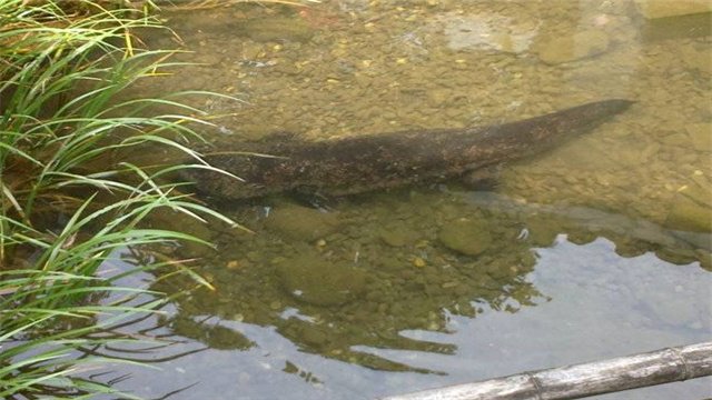 被称“水中大熊猫”的“娃娃鱼”，它的祖先到底是谁？