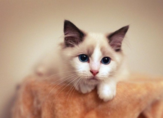 猫叫春怎么办啊？