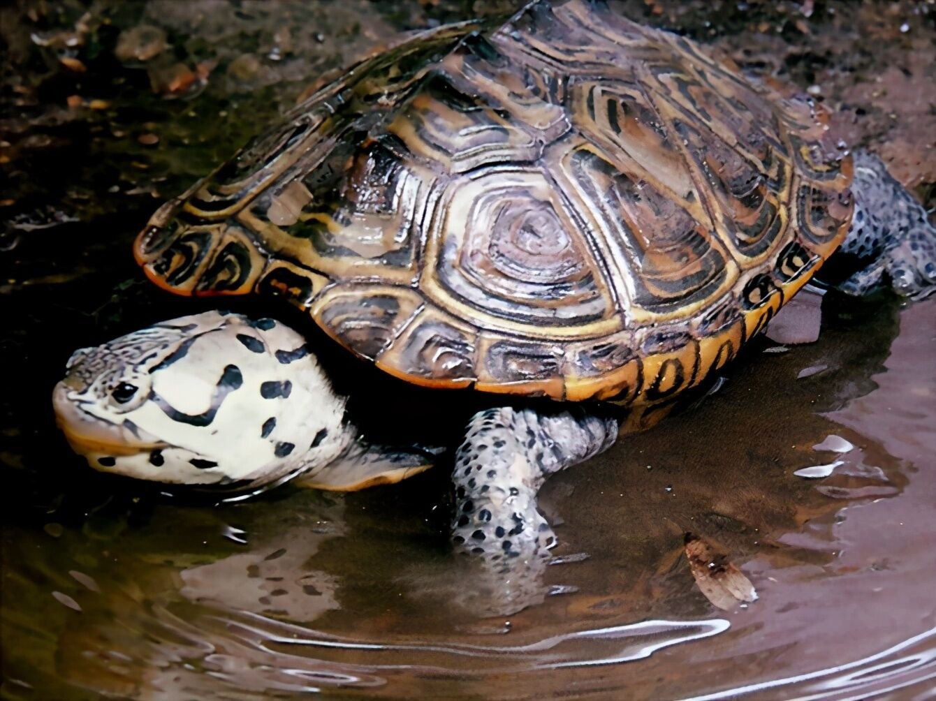 鸯龟什么意思组词