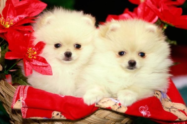 潦草塞责打一正确生肖