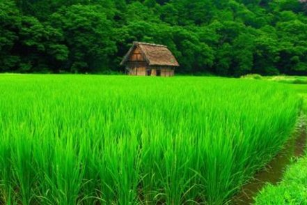 什么绿什么绿什么绿？