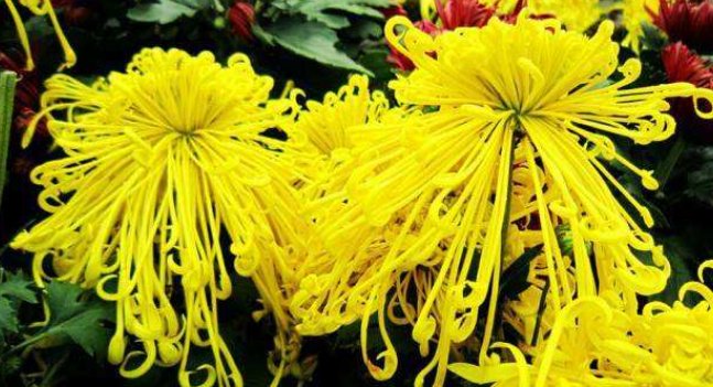 关于秋菊的唯美现代诗句