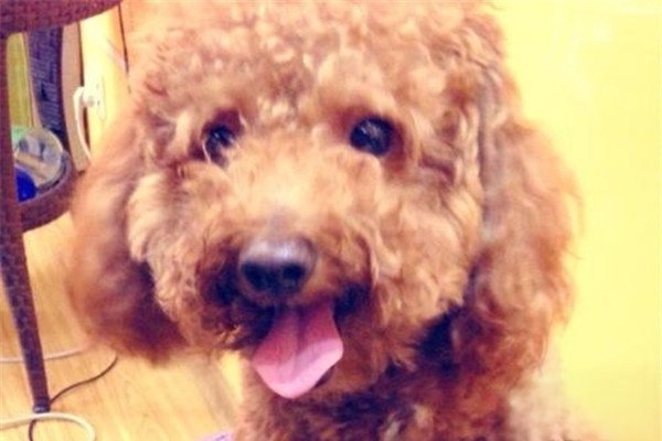 微笑狗事件原图太吓人 一张照片造成生命的死亡