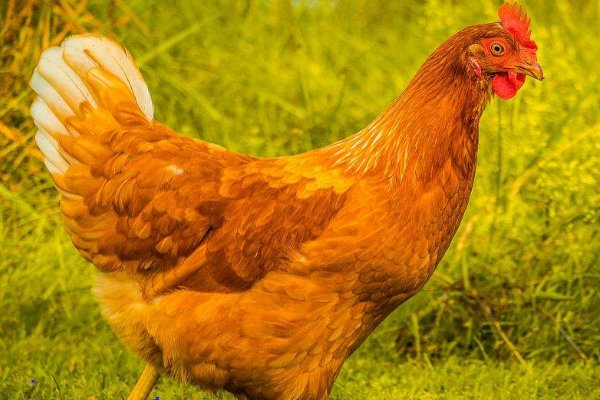 起居无时打一动物生肖