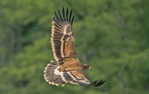 动物中的十大霸主都有谁呢？