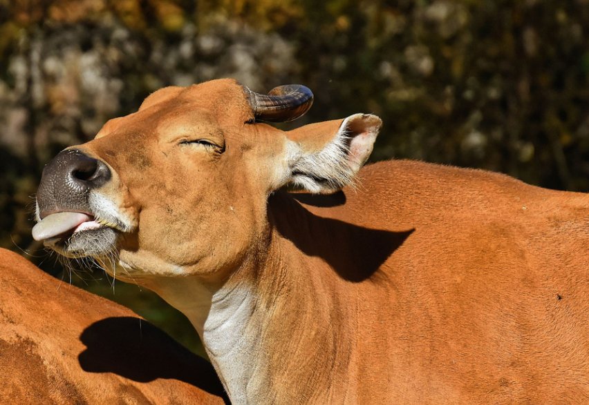 猜一猜,在牛的眼中,能看到什么颜色