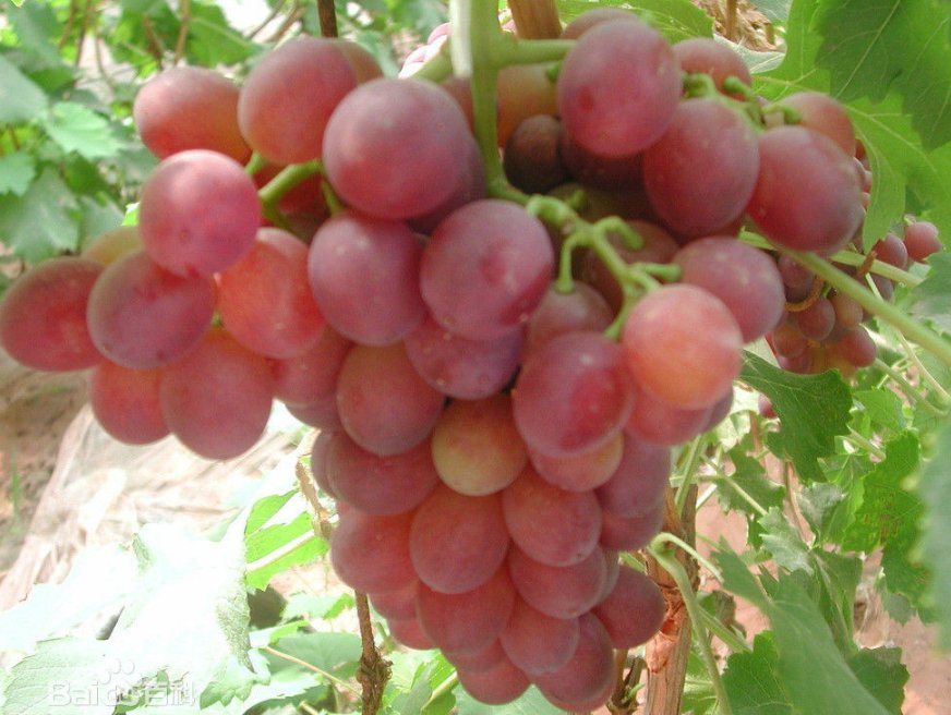 葡萄是什么季节熟的啊?