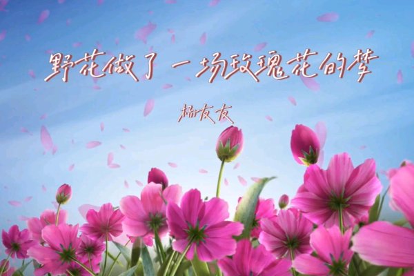 野花做了一场玫瑰的梦是什么意思？