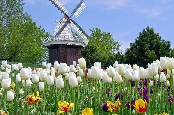 荷兰为什么又叫水之国，花之国，牧场之国？