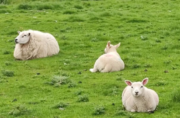 胆破心惊猜生肖