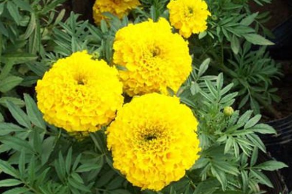 什么花在什么时候开放？