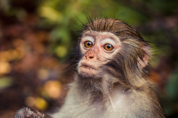 抓耳挠腮的动物打一生肖