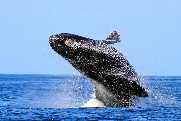 一我们和地球猜一猜:座头鲸会用哪种办法捕食磷虾抖尾巴吐泡泡题目来源-答答星