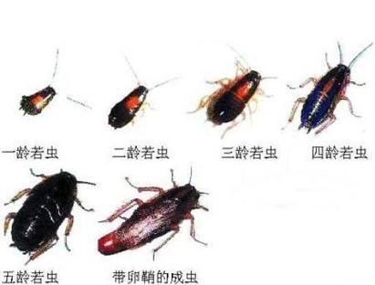 请问，这两只虫子分别是什么虫子？怎么消除掉？