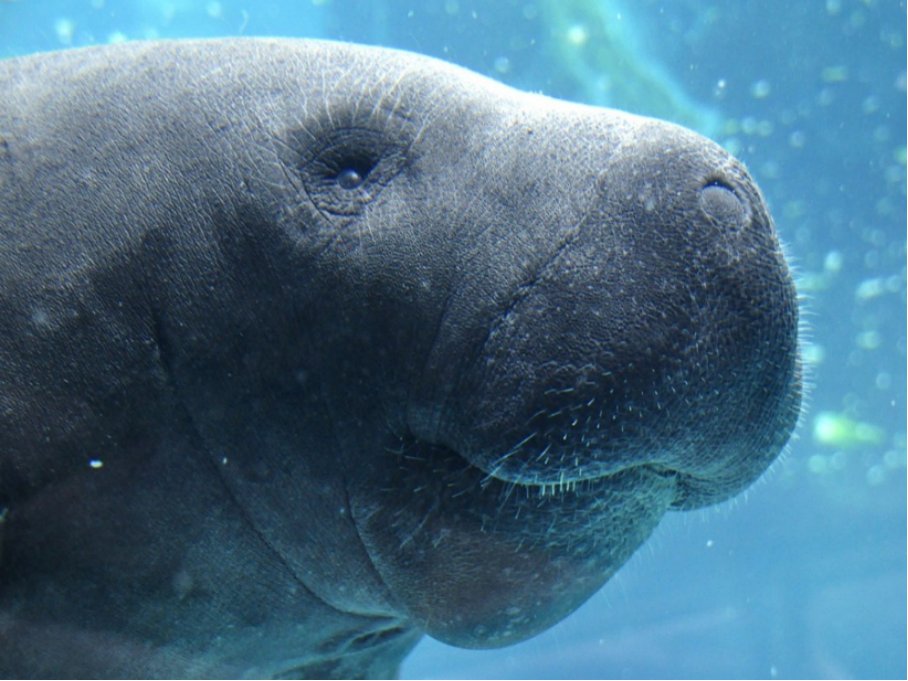 海牛与大象是近亲吗