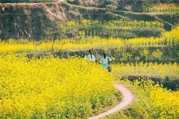 日本菜农收获巨型油菜，是普通油菜的200倍，巨型油菜的优势在哪？