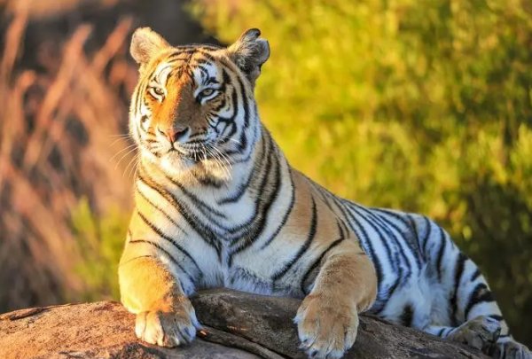 老虎扑食歇后语是什么