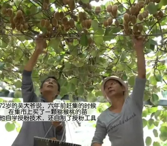 奇观，大爷随手种猕猴桃树结5000个果子，老人是如何给其授粉的？