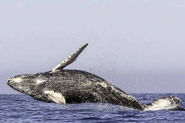一我们和地球猜一猜:座头鲸会用哪种办法捕食磷虾抖尾巴吐泡泡题目来源-答答星