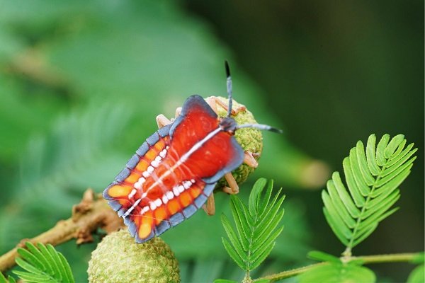 中国十大毒虫有哪些？