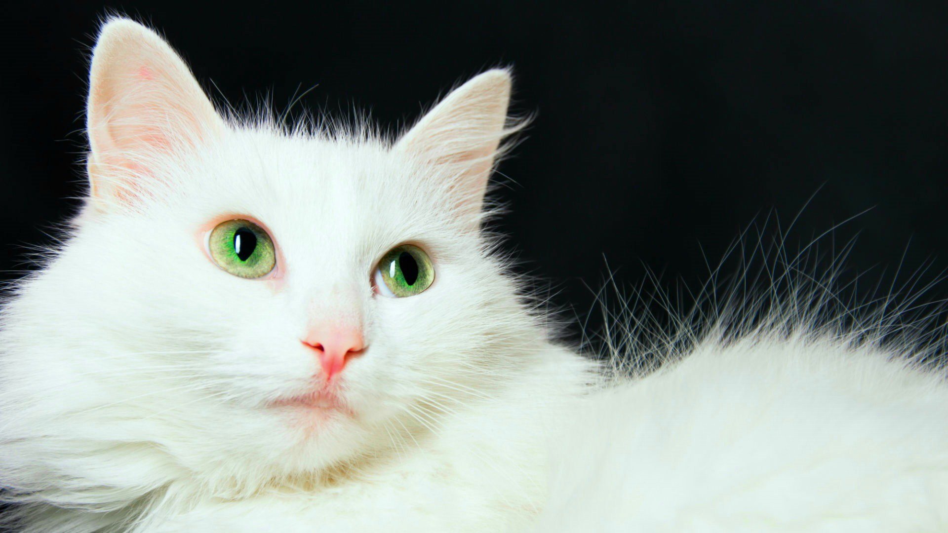 福建龙岩，四只猫半夜从天而降全部坠亡，这是否是一起虐杀动物的案件？