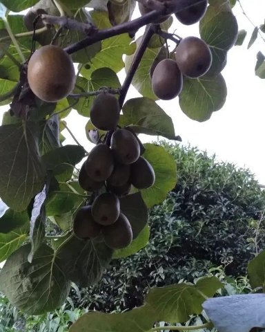 奇观,大爷随手种猕猴桃树结5000个果子,老人是如何给其授粉的?