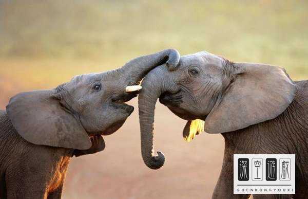 大象鼻子里有骨头吗蚂蚁庄园2月24日答案介绍