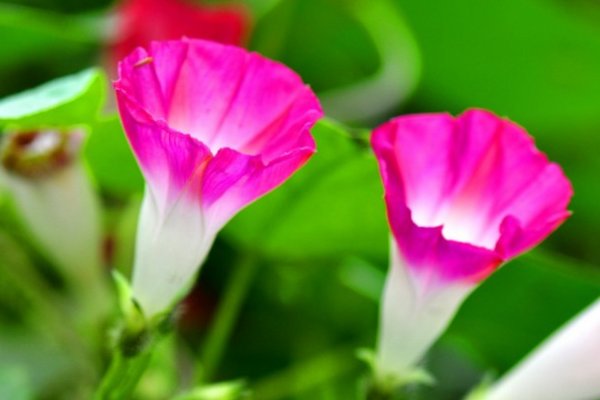 什么花在什么时候开放？