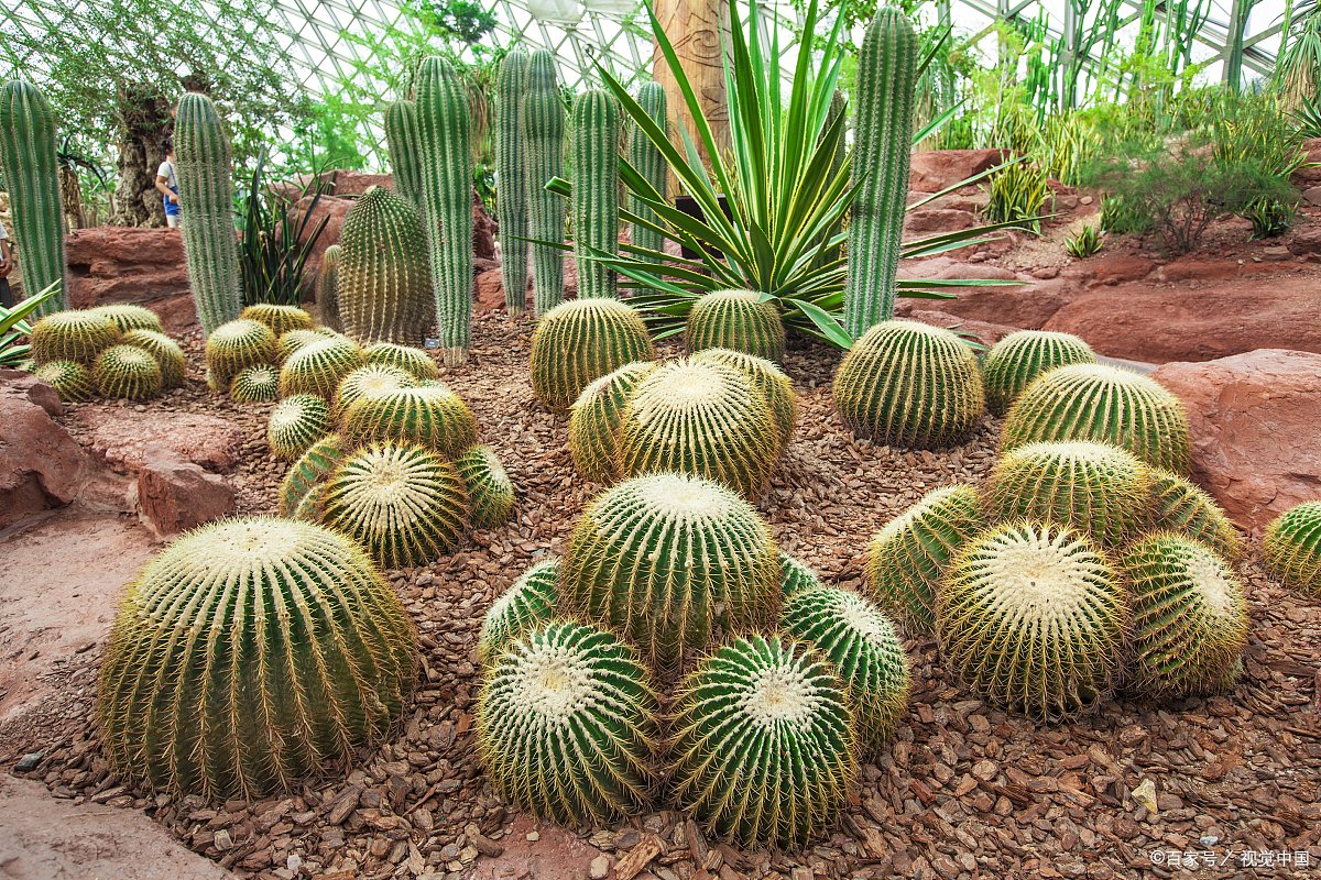 世界上生长速度最快的植物，杂交杨树每年可以生长十英尺，大家知道吗？