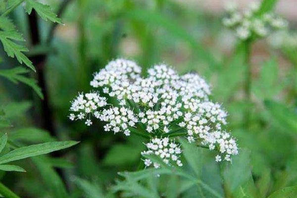 什么花在什么时候开放？