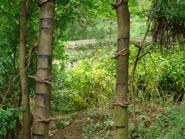 古代漆器上的漆是怎么来的蚂蚁庄园