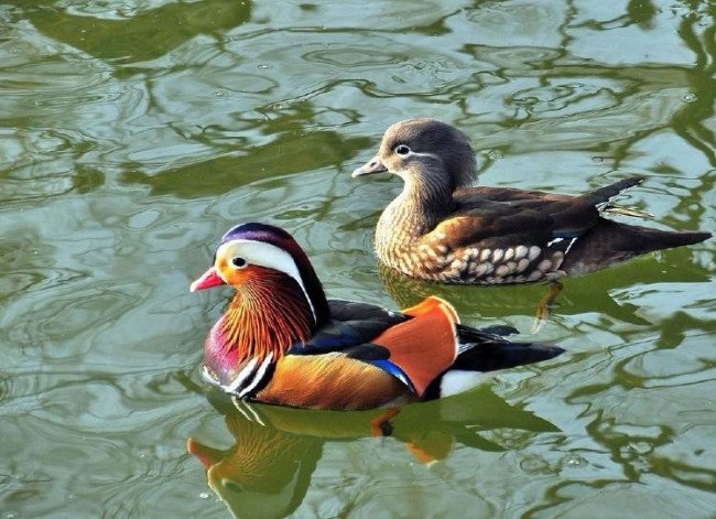 绝句唐杜甫迟日江山丽，春风花草香。泥融飞燕子，沙暖睡鸳鸯。意思是。