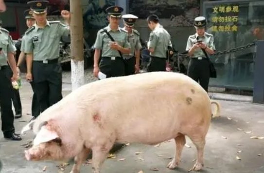 “猪坚强”泸定地震被冲下游，消防人员是如何救援的？