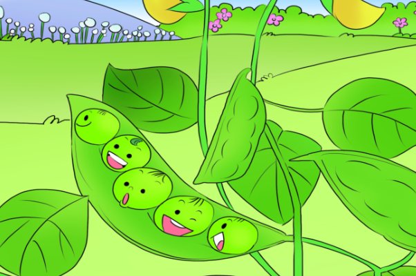 一个豆荚里的五粒豆能提什么问题