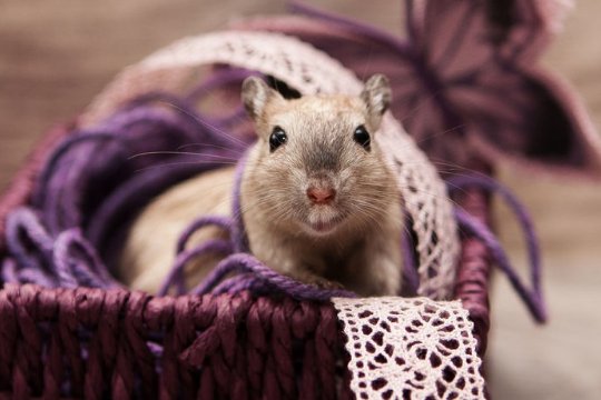 东张西望的生肖