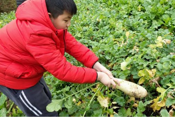 如何正确拔萝卜