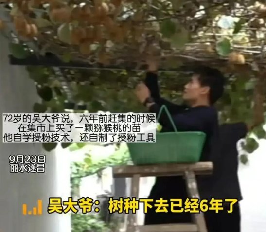 奇观,大爷随手种猕猴桃树结5000个果子,老人是如何给其授粉的?