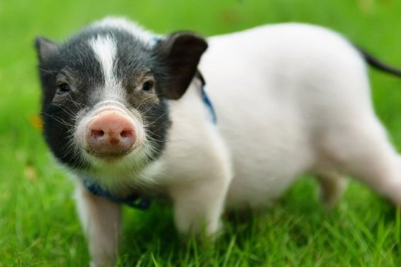 什么生肖的人孝顺父母呢？