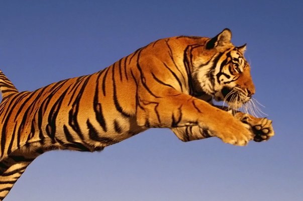 严父慈母指什么动物