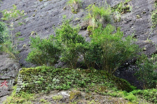 武夷岩茶又叫做“大红袍”，它有何特别之处？